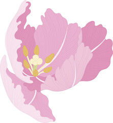 Hand drawn pink tulip flower