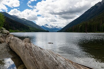 Many trees or driftwood floating in water of Duffey Lake in Provincial Park with forest on mountains