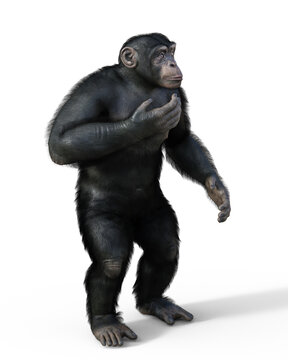 Chimpanzee monkey, illustration