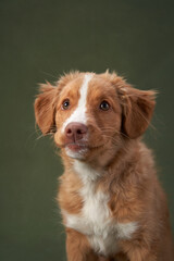 Funny Nova Scotia duck tolling retriever puppy on a green background. Charming Dog in the studio. 
