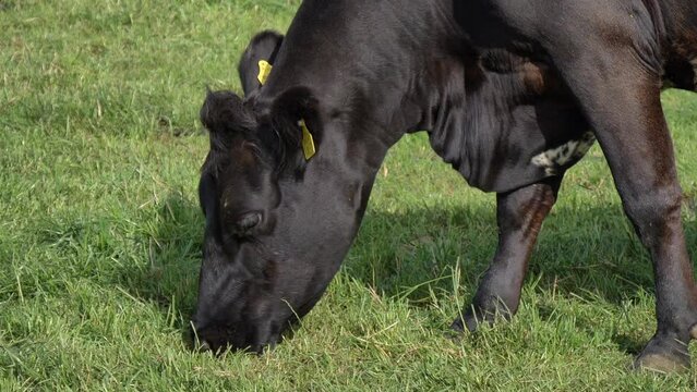 black cow is eating grass in the pasture.