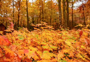 Autumn Park. Yellow leaves on trees in autumn beautiful park.