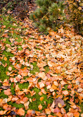 Fallen yellow leaves lay over grass in park or garden. Orange, yellow and red autumn leaves in fall park. Green grass and fallen leaves. Lawn - grass with leaves - autumn background.