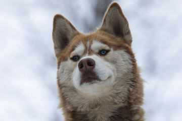 Brown Siberian Husky Portrait, Camlihemsin Rize, Turkey