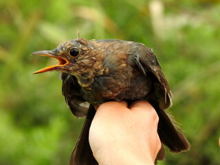 Mirlo joven (Turdus merula) capturado para su estudio y anillamiento y puesto de nuevo en libertad