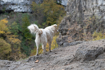 Armenia. Kobair monastery