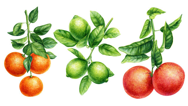 Grapefruit, orange, lime watercolor botany set on isolated background, watercolor botanical painting, hand drawn.