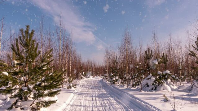 Sunset or sunrise in winter pine forest with falling snow. Path, road, track