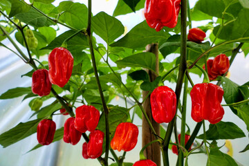 Habanero Chilli plant showing the chillies changing colour to red
