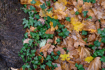 Herbst Stadt Marburg Natur