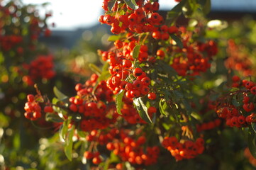 Czerwone owoce w blasku słońca w mroźny jesienny poranek