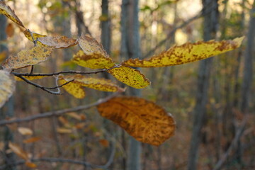 Po&eacute;sie d'automne 