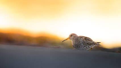 Purple sandpiper at the shore in Trondheim, Norway