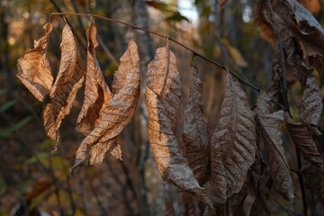 Po&eacute;sie d'automne 