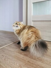 Fluffy ginger British longhair cat looking scared or angry. 