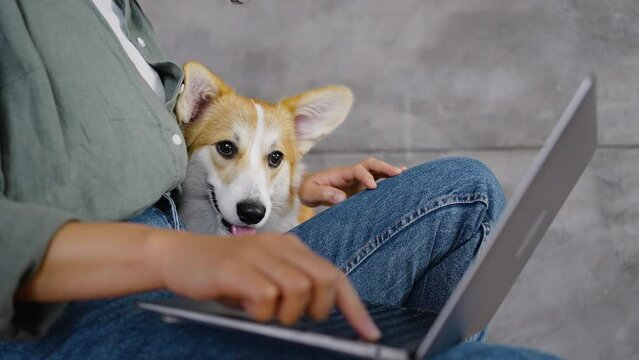 Welsh corgi dog sits near female owner working on laptop