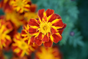 yellow-orange blackberry, marigolds close-up background, on a sunny day, blurred background, flower tagetes close-up on a green background on an autumn sunny day, orange marigold color, red flowers	