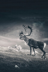 Naklejka premium Reindeers in Stugudal, Norway. 