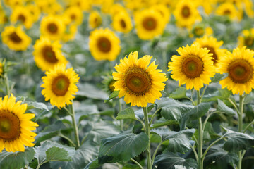 Yellow sunflowers close-up in a sunny day