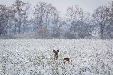 Portrait of deer standing in snow covered grass, looking to camera. Czech wildlife animal