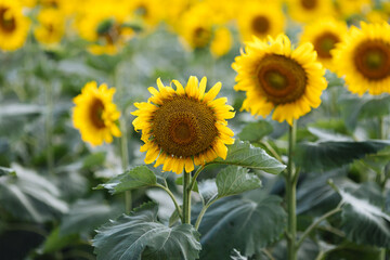 Sunflower field in sunny day.Sunflower blooming season. Close-up of sunflower.