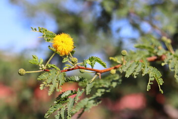 An acacia flower on a branch