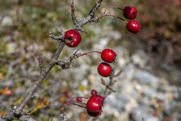 Red hawthorn berries in autumn background, branch with hawthorn fruit. Selective focus.