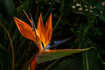 Colorful Bird of Paradise flower blossom, Strelitzia reginae in botanic garden. TRopical Heliconia....