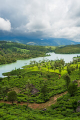Tea Plantation with clouds in Munnar, Kerala, India.
