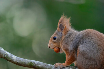 Naklejka na ściany i meble Squirrel have just fount a hazelnut in Norway