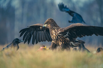 Seeadler Nahaufnahme beim Fressen