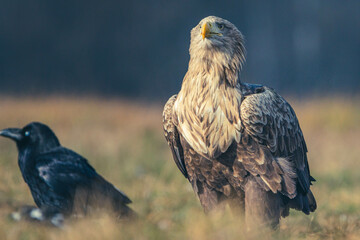 Seeadler Nahaufnahme beim Fressen
