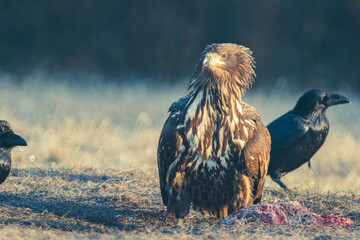 Seeadler Nahaufnahme beim Fressen