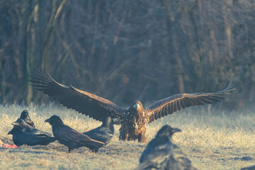 Seeadler Nahaufnahme beim Fressen