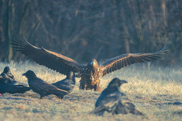 Seeadler Nahaufnahme beim Fressen