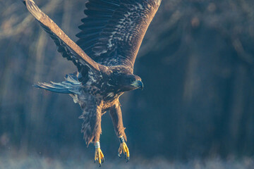 Seeadler Nahaufnahme beim Fressen