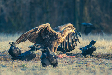 Seeadler Nahaufnahme beim Fressen