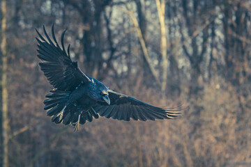 Seeadler Nahaufnahme beim Fressen