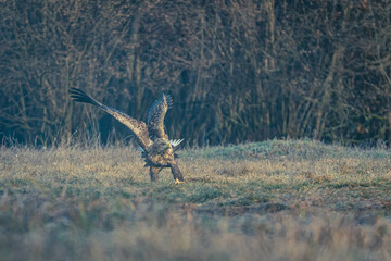 Seeadler Nahaufnahme beim Fressen