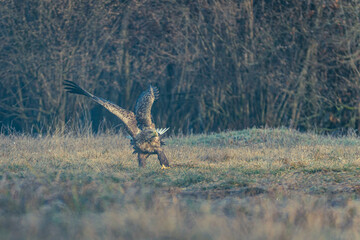 Seeadler Nahaufnahme beim Fressen