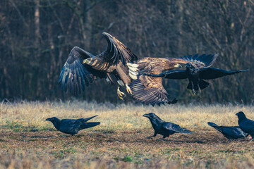 Seeadler Nahaufnahme beim Fressen