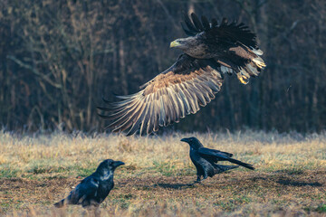Seeadler Nahaufnahme beim Fressen