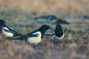 Seeadler Nahaufnahme beim Fressen