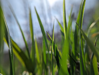 green background