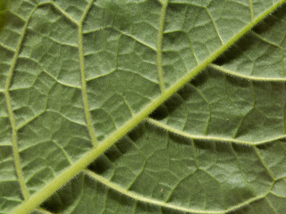 The background texture of a green leaf of a veined plant is extremely close-up. Elegant green leaf with fluff macro photo