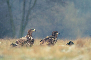 Seeadler Nahaufnahme beim Fressen