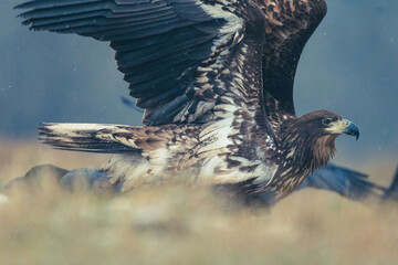 Seeadler Nahaufnahme beim Fressen