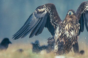 Seeadler Nahaufnahme beim Fressen