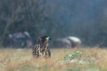 Seeadler Nahaufnahme beim Fressen
