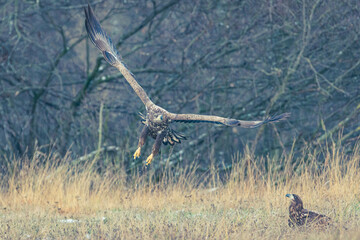 Seeadler Nahaufnahme beim Fressen